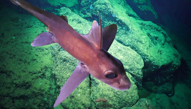 Una quimera, más conocida como tiburón fantasma